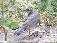 Accipiter nisus