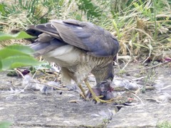 Accipiter nisus