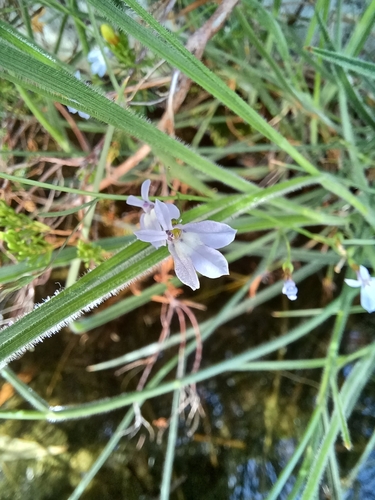 Image of Wimmerella arabidea by (c) Danie Palm, some rights reserved (CC BY)