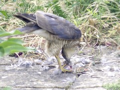 Accipiter nisus