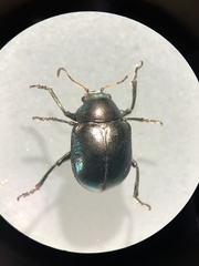 Colasposoma dauricum