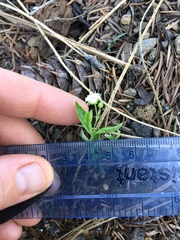 Moehringia