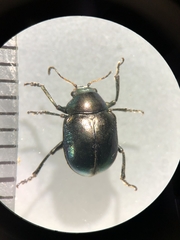 Colasposoma dauricum