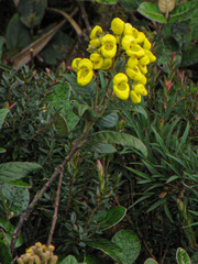 Calceolaria oxyphylla