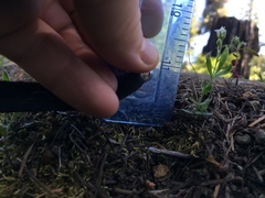 Moehringia