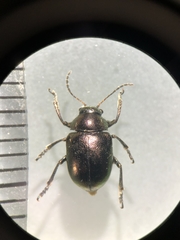 Colasposoma dauricum