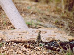Macronyx capensis colletti