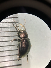 Colasposoma dauricum