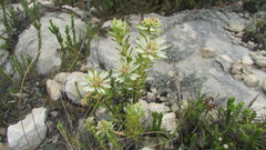 Euchaetis longibracteata
