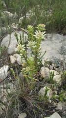 Euchaetis longibracteata