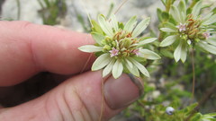 Euchaetis longibracteata