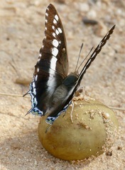 Charaxes achaemenes