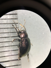 Colasposoma dauricum