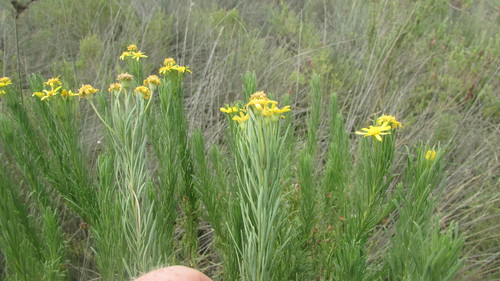 Image of Euryops linearis by (c) James Deacon, some rights reserved (CC BY-SA)