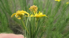 Euryops linearis