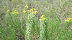 Euryops linearis