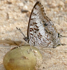 Charaxes achaemenes