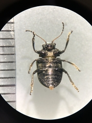 Colasposoma dauricum