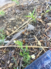 Moehringia