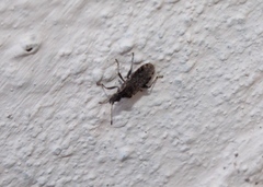 Aufeius impressicollis