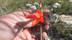 Cyrtanthus fergusoniae