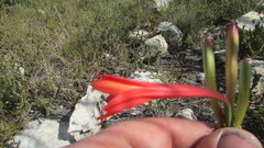 Cyrtanthus fergusoniae