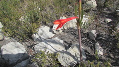 Cyrtanthus fergusoniae