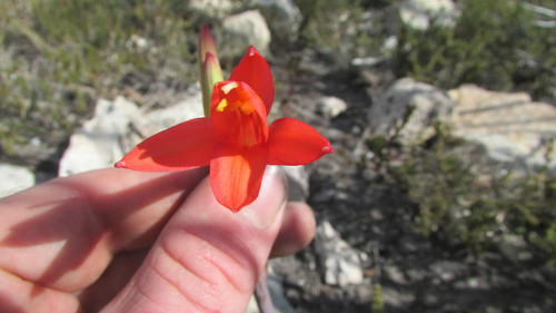 Image of Cyrtanthus fergusoniae by (c) James Deacon, some rights reserved (CC BY-SA)