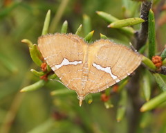 Chrysolarentia leucozona