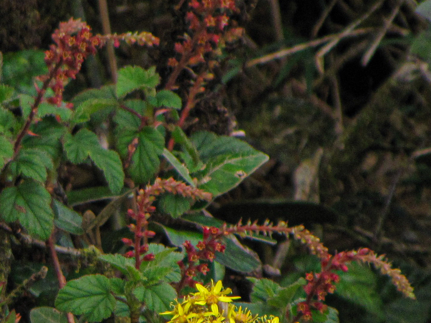 Ribes leptostachyum image