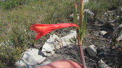 Cyrtanthus fergusoniae