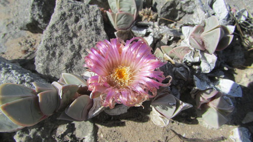 Image of Limestone Hedgehogfig (Braunsia vanrensburgii) by (c) James Deacon, some rights reserved (CC BY-SA)