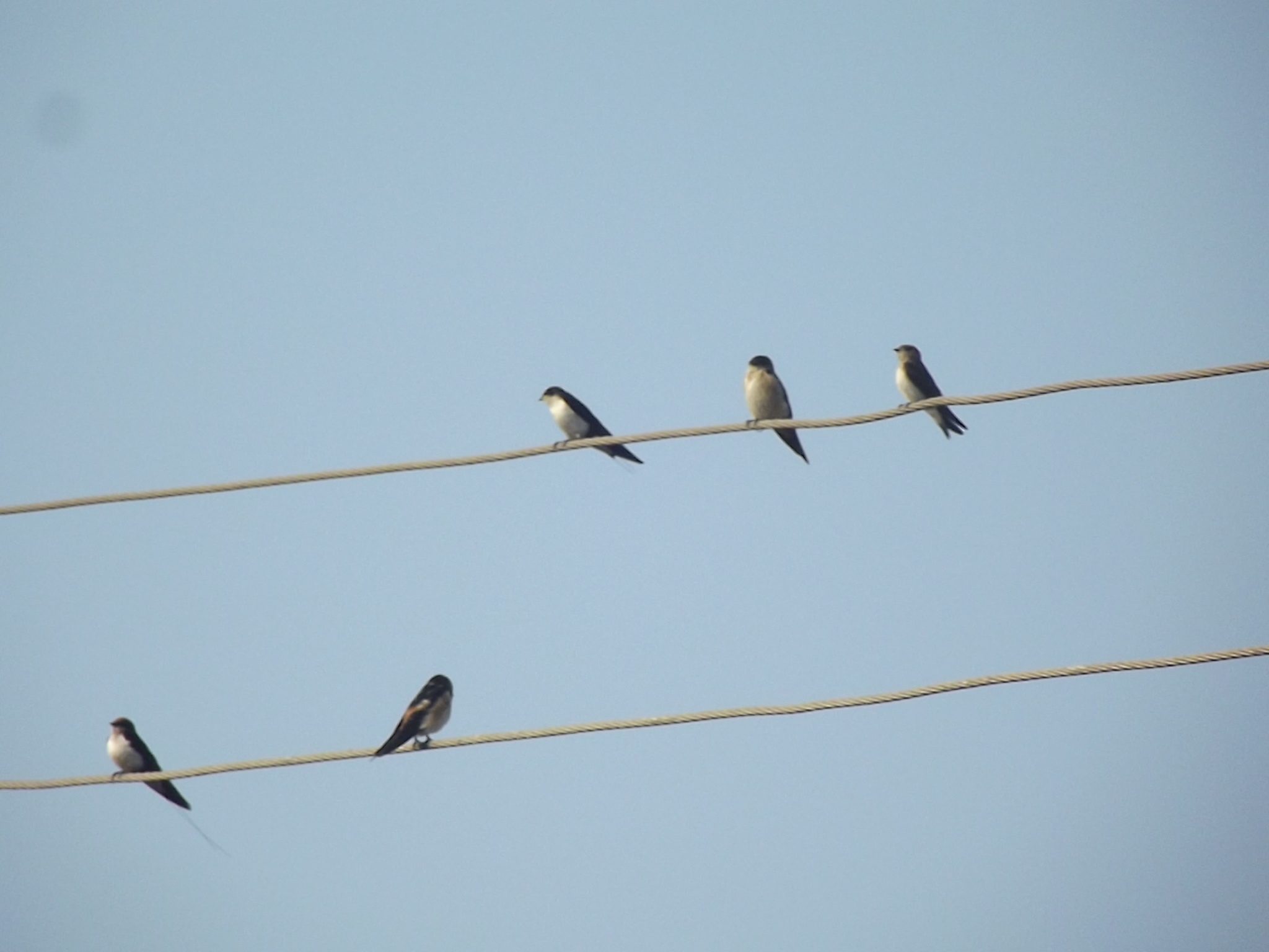 Wire-tailed Swallow