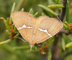 Chrysolarentia leucozona