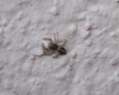 Metaphidippus siticulosus