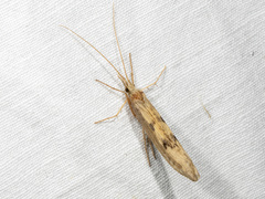 Kosrheithrus tillyardi