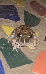 Platyplectrum ornatum