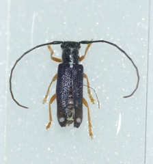 Menesia bipunctata