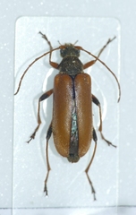 Cortodera humeralis