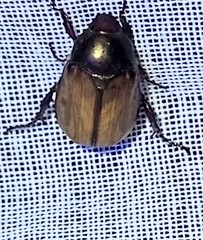 Anomala ochroptera