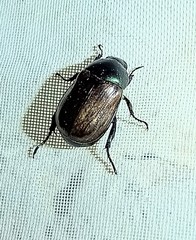 Anomala ochroptera