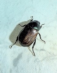Anomala ochroptera