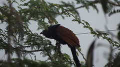 Centropus sinensis parroti