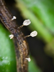 Gloiocephala epiphylla