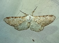 Thyrinteina arnobia