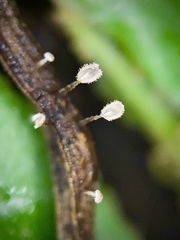 Gloiocephala epiphylla