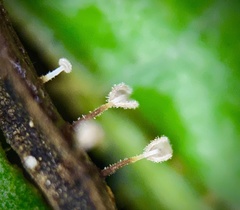 Gloiocephala epiphylla