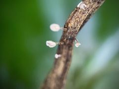 Gloiocephala epiphylla