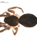 Ash Hahniid Spider - Photo (c) Gergin Blagoev, Biodiversity Institute of Ontario, some rights reserved (CC BY-NC-SA)