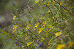 Melampyrum subalpinum